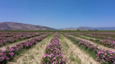 Field of Rose Rows on Sunny Day. Aerial View. Isparta, Turkey. Drone Flies Forward at Low Level