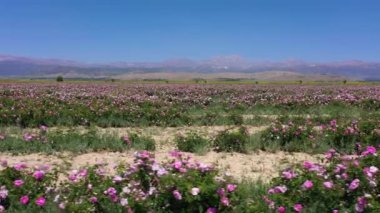 Rose Field on Sunny Day. Aerial View. Isparta, Turkey. Drone Flies Sideways at Low Level. Slider Shot