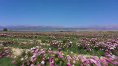 Rose Field on Sunny Day. Aerial View. Isparta, Turkey. Drone Flies Forward at Low Level