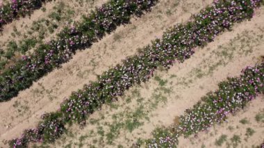 Rose Field on Sunny Day. Aerial Vertical Top-Down View. Isparta, Turkey. Drone Flies Upwards and Rotates