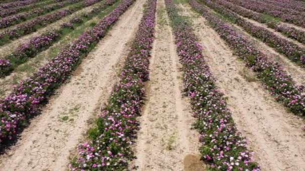 Rose Field Sunny Day Aerial View Isparta Turkey Drone Flies — Video