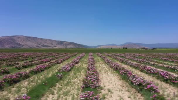Field Rose Rows Sunny Day Aerial View Isparta Turkey Drone — Stock video