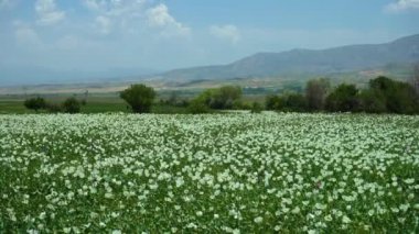 White Poppy Field and Mountains. Isparta, Turkey. Wide Shot
