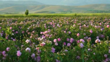 Rose Field at Sunset. Isparta, Turkey. Medium Shot
