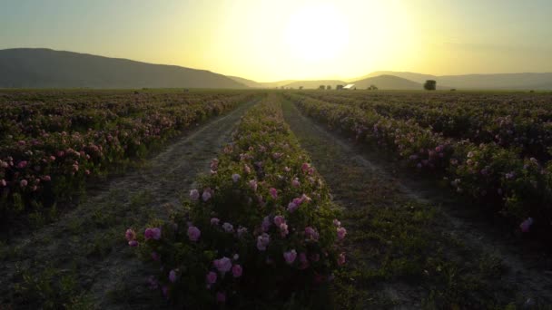Rose Field Sunset Isparta Turkey — Video