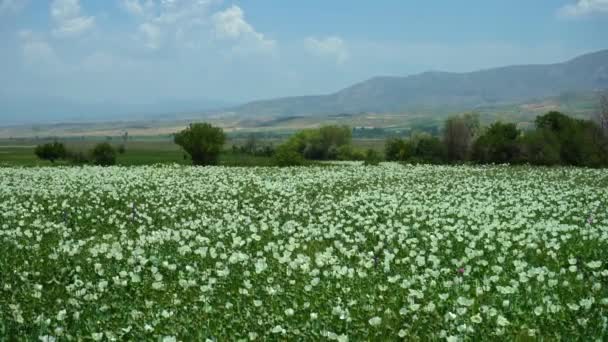 White Poppy Field Mountains Isparta Turkey Wide Shot — Stock video