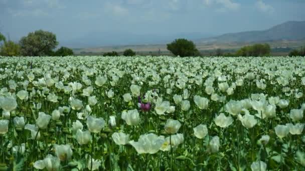White Poppy Field Mountains Isparta Turkey Medium Shot — Stock video