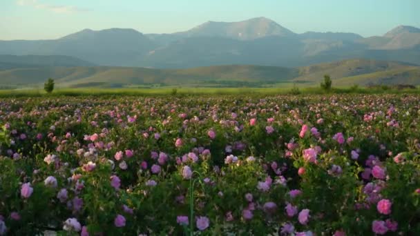 Rose Field Mountains Sunset Isparta Turkey — Video