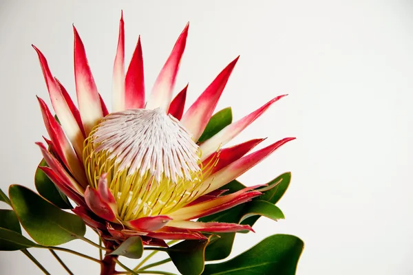 Protea —  Fotos de Stock