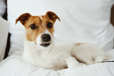 Köpek yatakta dinleniyor ve kameraya bakıyor.