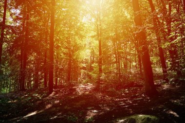 Yaz günü orman ağaçları. Doğa arkaplanı