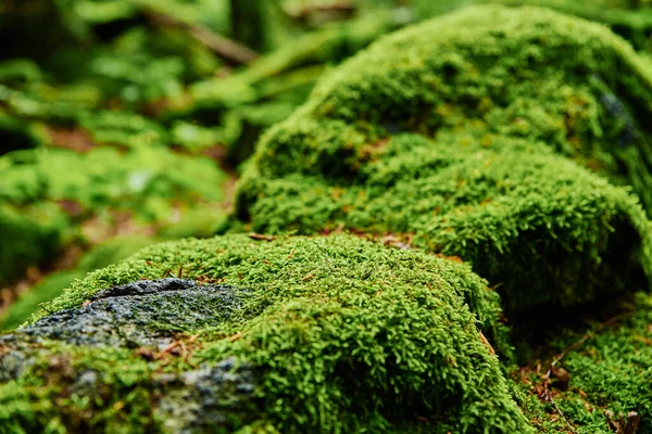 Hermoso musgo verde en el suelo en el bosque — Foto de Stock