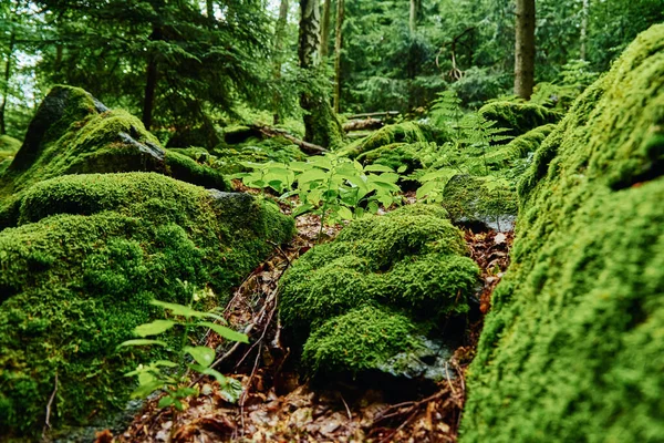 Schönes grünes Moos auf dem Boden im Wald — Stockfoto