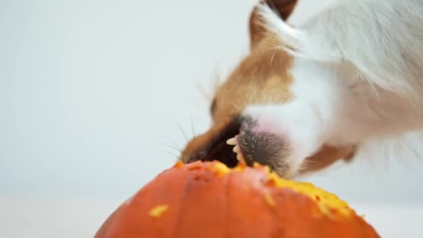Kutya rágja narancs tök beltérben — Stock videók