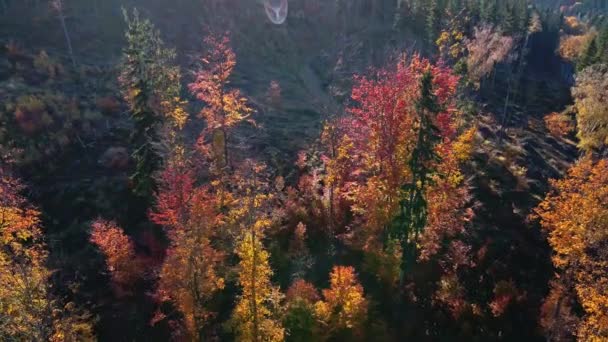 Schöner Herbstwald in Europa, Luftaufnahme — Stockvideo