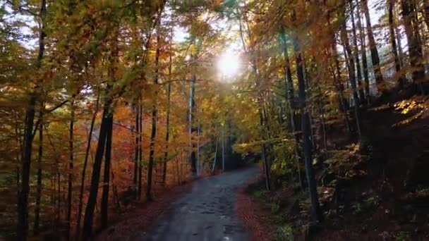 Straße im herbstlichen Wald mit Sonnenlicht — Stockvideo