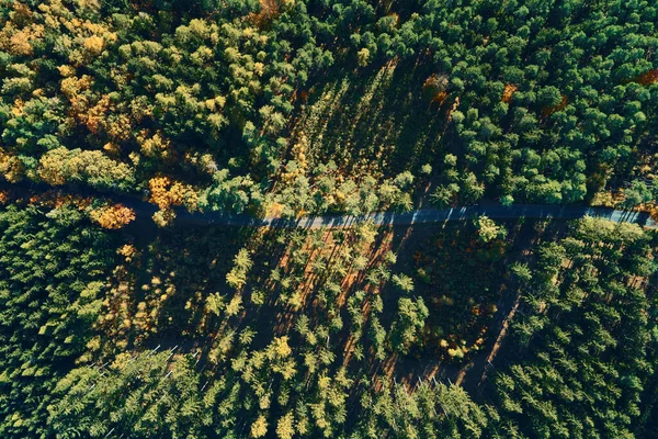 Strada attraverso la foresta, vista aerea — Foto Stock