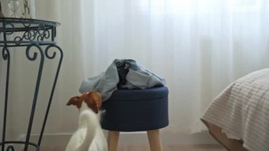 Köpek kıyafetlerle oynuyor, tişört çiğniyor.