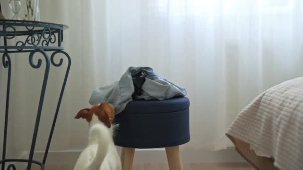 Dog playing with clothes, chewing t-shirt — Stock Video