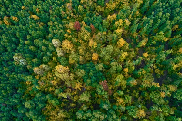 Hegyek Borított Őszi Színű Erdő Légi Kilátás Gyönyörű Természet Táj — Stock Fotó