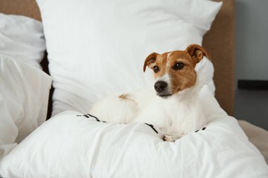 Köpek yatakta uyuyor. Evcil hayvan evde dinleniyor. Jack Russell Teriyer dinleniyor
