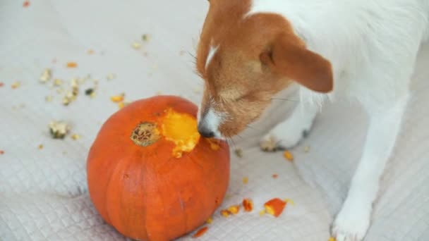 Hund nagt an orangefarbenem Kürbis im Haus — Stockvideo