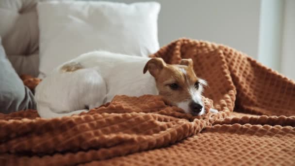 Perro descansando en el sofá — Vídeo de stock
