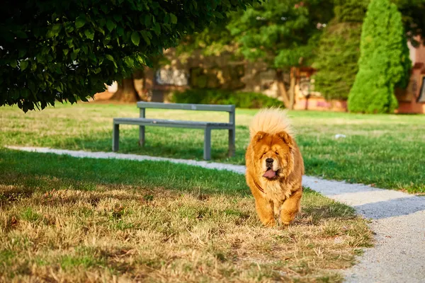 Chow Chow kutya a parkban — Stock Fotó