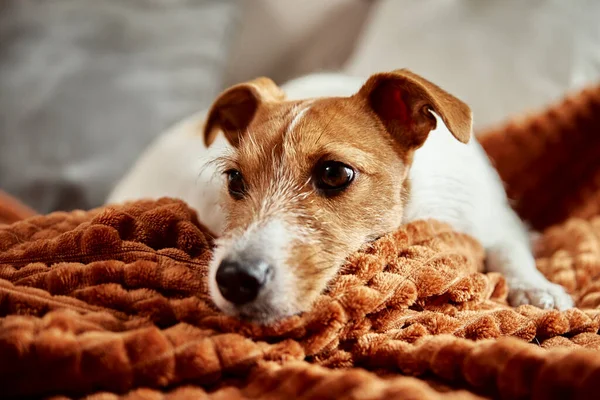 Отсиживание собак на диване — стоковое фото
