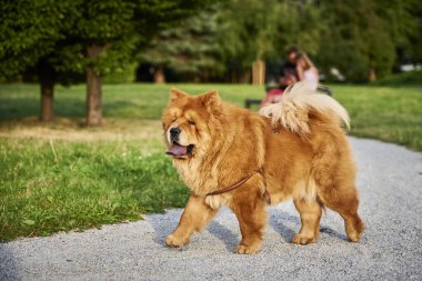 Parktaki Chow Chow köpeği