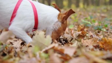 Köpek sonbahar parkında yürüyor.