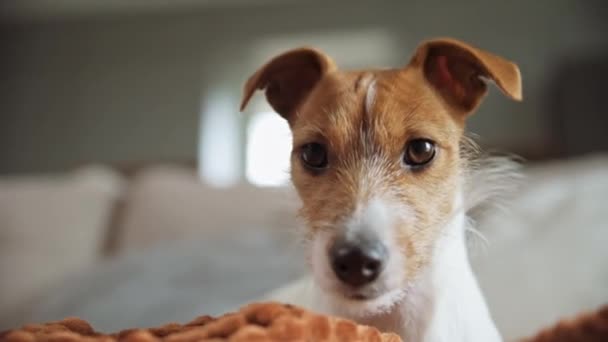 Perro descansando en el sofá — Vídeo de stock