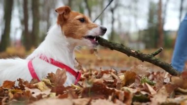 Sonbahar ormanında bir dalla köpek oyunu.