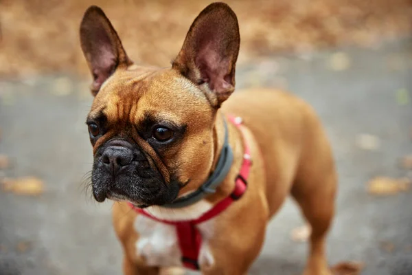 Bulldog francés pasea en el parque de otoño — Foto de Stock