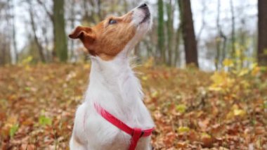 Sonbahar parkında köpeği olan bir kadın.