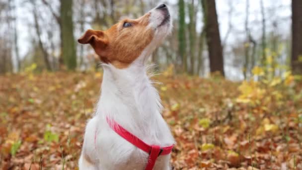 Mulher com passeio de cão no parque de outono — Vídeo de Stock