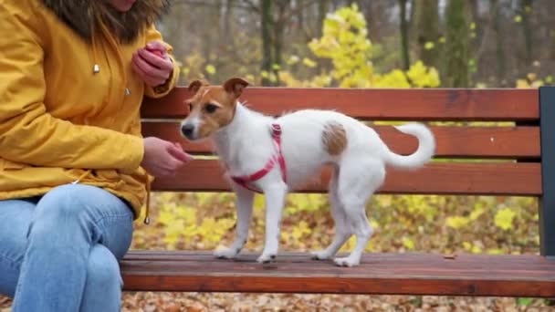 Kvinna med hundpromenad i höstparken — Stockvideo