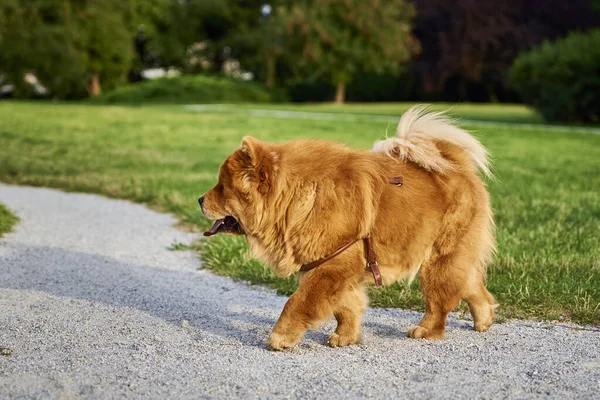 公園内のチョウ犬 — ストック写真