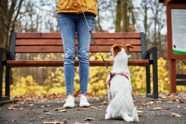 Mulher com passeio de cão no parque de outono — Fotografia de Stock