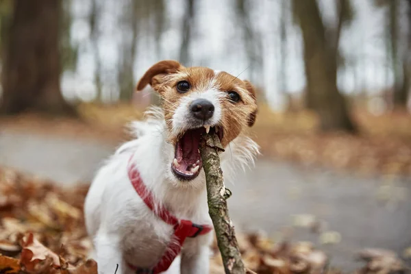 秋の森で枝と犬の遊び — ストック写真