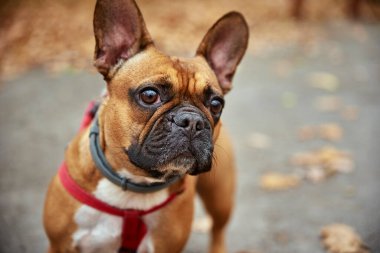 Fransız bulldog sonbahar parkında yürüyor