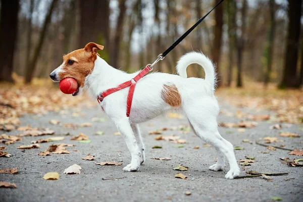 Perro paseando en el parque de otoño con su dueño — Foto de Stock