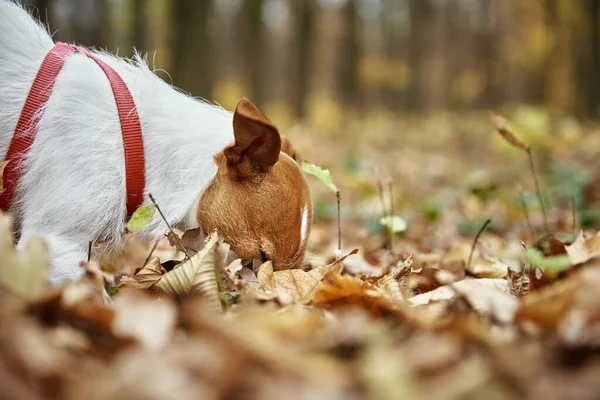 Paseo de perros en otoño parque con hojas — Foto de Stock
