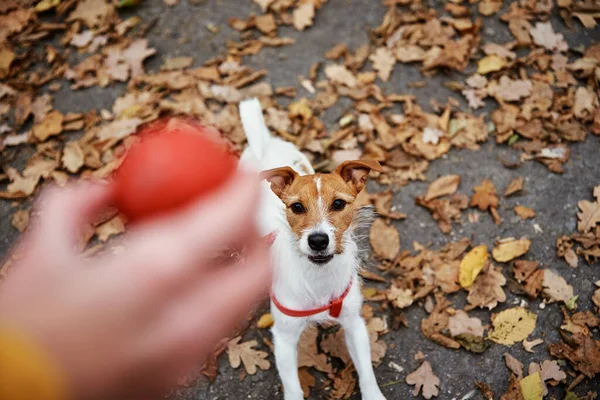 所有者と一緒に秋の公園を歩く犬 — ストック写真