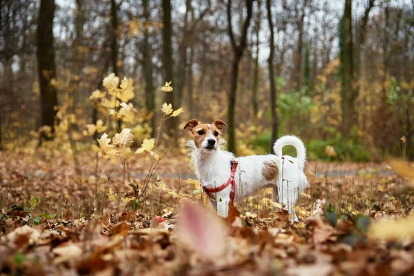 Pies spaceru w parku jesień — Zdjęcie stockowe