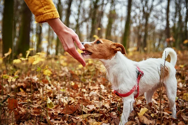 秋の公園を歩く犬を持つ女性 — ストック写真