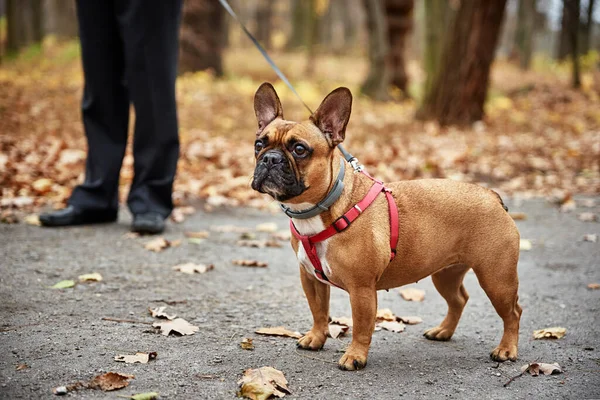 Bulldog francés pasea en el parque de otoño — Foto de Stock