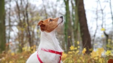 Sonbahar parkında köpeği olan bir kadın.