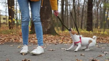 Sonbahar parkında köpeği olan bir kadın.