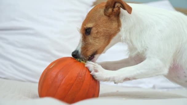 Hund nagt an orangefarbenem Kürbis im Haus — Stockvideo